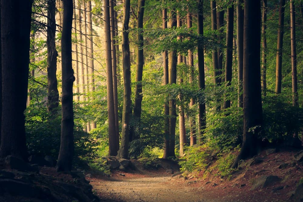 Sunlight filtering through a mature woodland